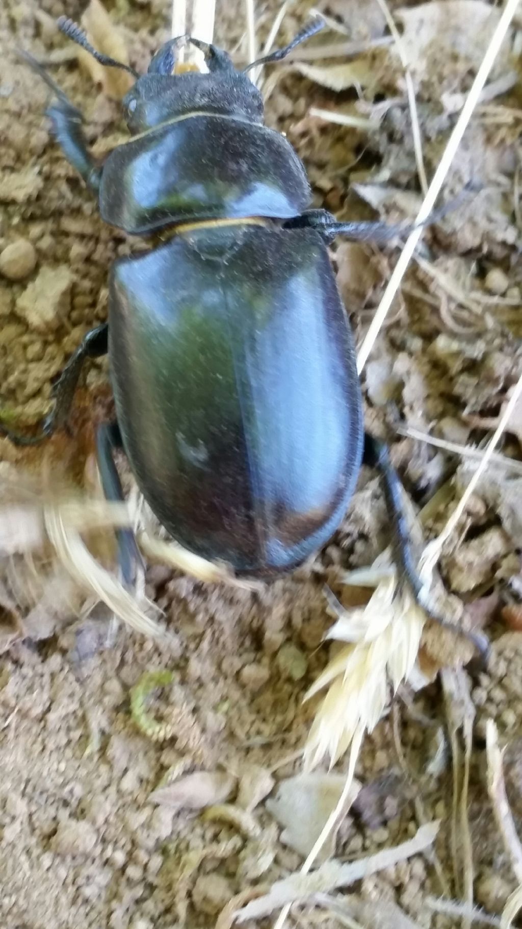 Lucanus tetraodon, femmina (Lucanidae)